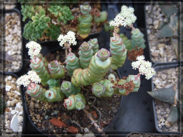 compCrassula rupestris ssp marnieriana  (3).jpg