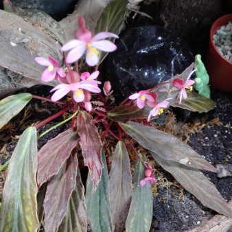 Begonia x Marobogneri