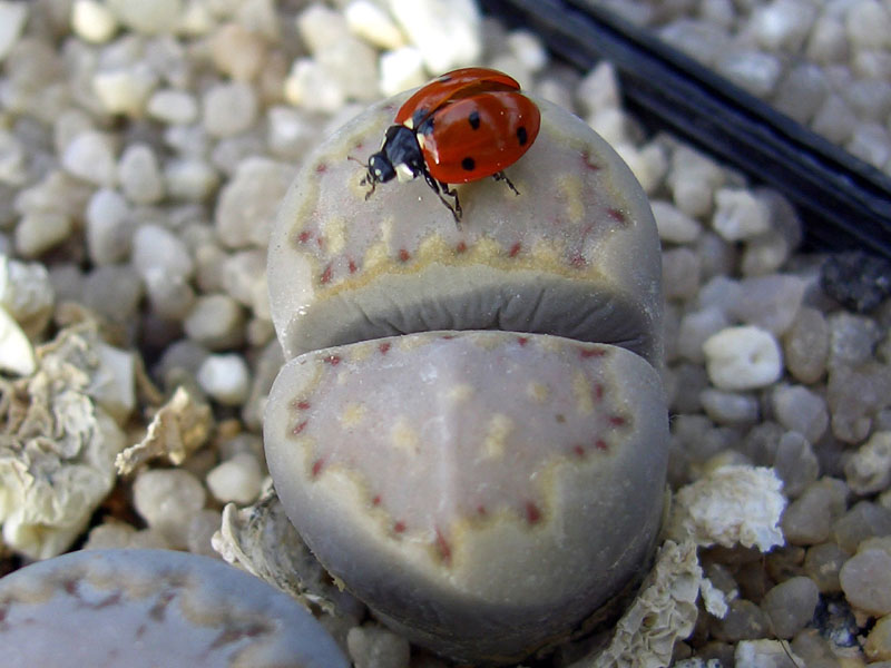 Lithops 2007-02-14 007 Auss vklt.jpg