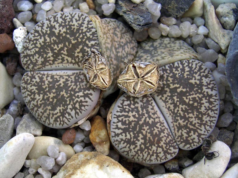 Lithops 2007-06-14 010 vkl.jpg