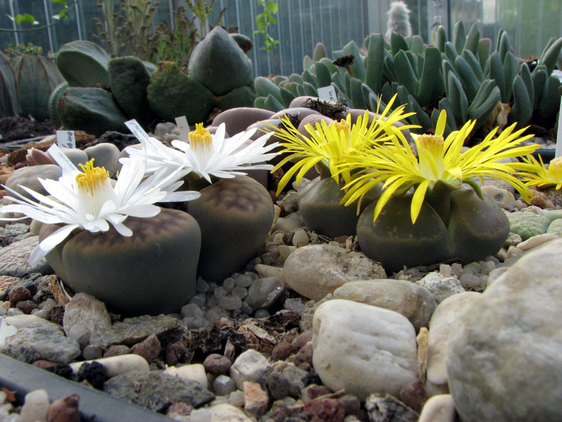 Lithops 2007-09-24 008 vkl.jpg