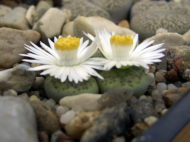 Lithops fulviceps 'aurea' 2006-09-02 d.jpg