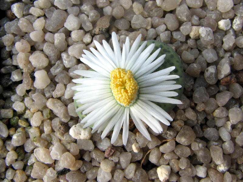 Lithops fulviceps var aurea 2007-08-10g vkl.jpg