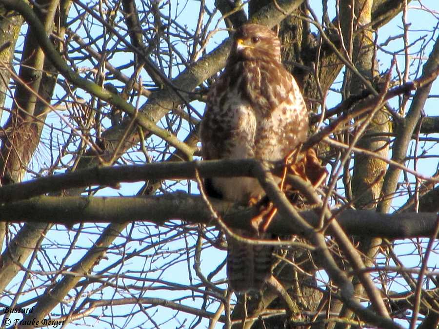 Bussard