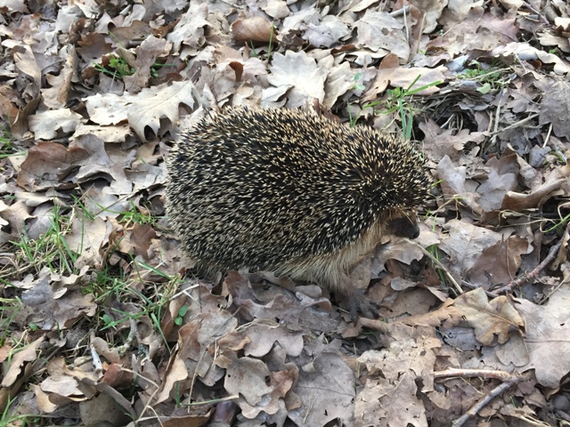 Igel.JPG