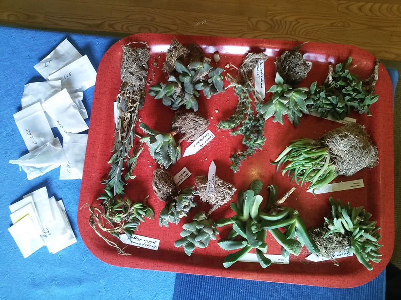 Neuzugangx 2017-03.jpg