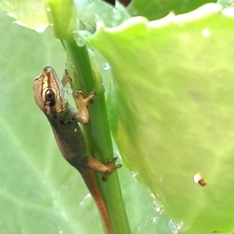 Lygodactylus williamsi