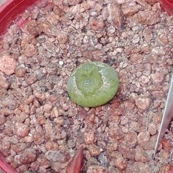 Pseudolithos