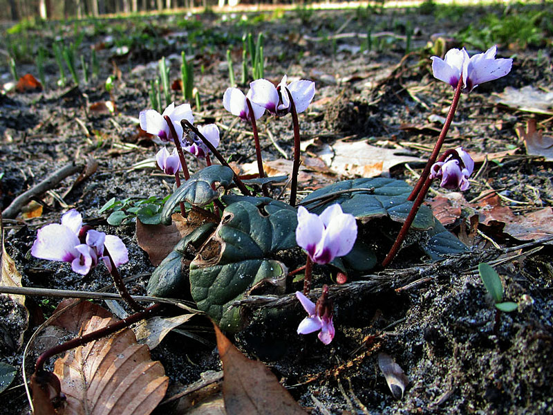 Cyclamen_coum_1.jpg