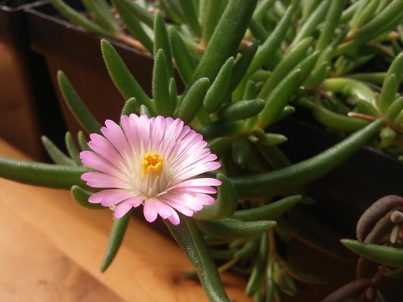 Delosperma001.jpg