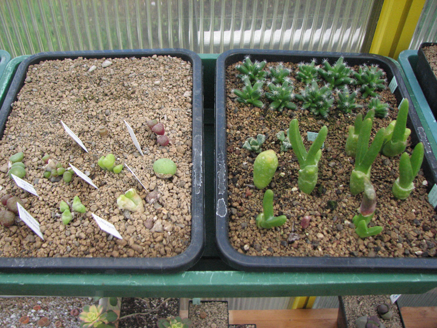 Links kleine Conophyten von Cono's Paradise, rechts Pflanzen aus meiner Saat Anfang Dez. 2016
