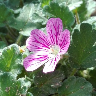 Erodium reichardii.jpg