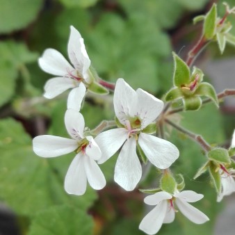 Pelargoniuem australe Tasmanien (Custom).jpg