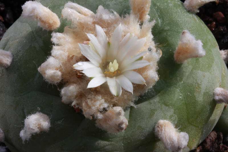 Lophophora_diffusa.jpg