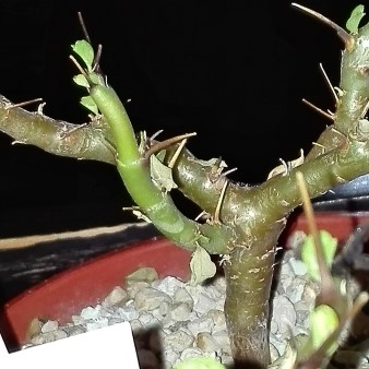 Sarcocaulon vanderietiae