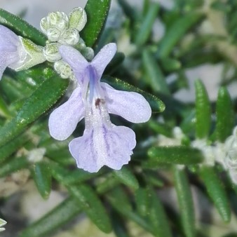 Rosmarinus officinalis