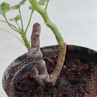 Pelargonium desertorum