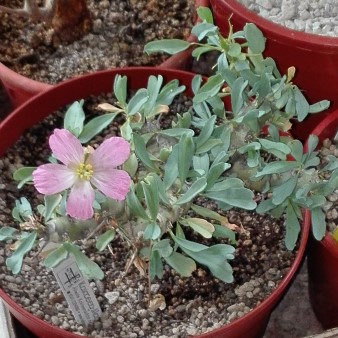 Sarcocaulon pattersonii