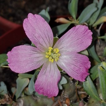 Sarcocaulon pattersonii