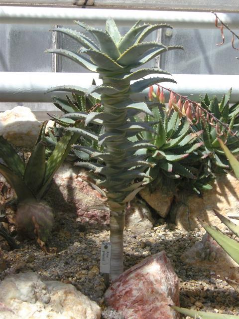 K640_Aloe pilansii06.JPG