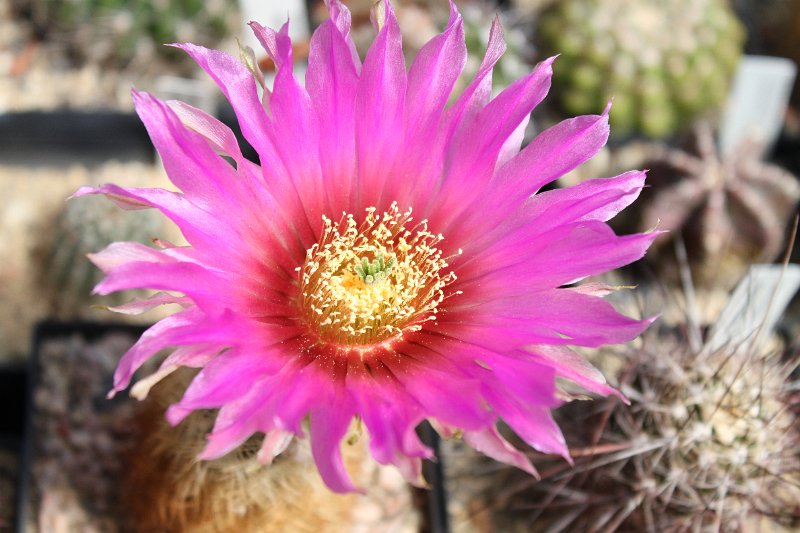 Echinocereus reichenbachii1.jpg