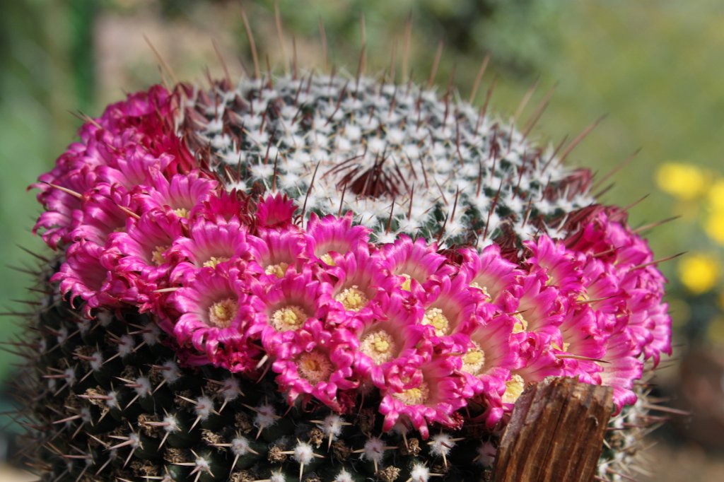 Mammillaria spec..jpg