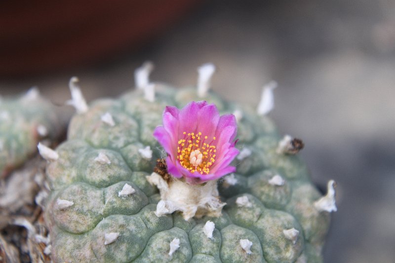 Lophophora jourdaniana2.jpg