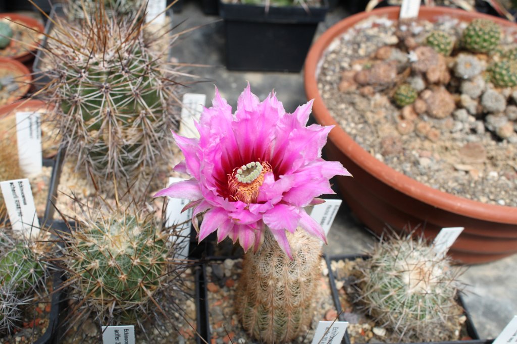 Echinocereus fitchii SB861.JPG