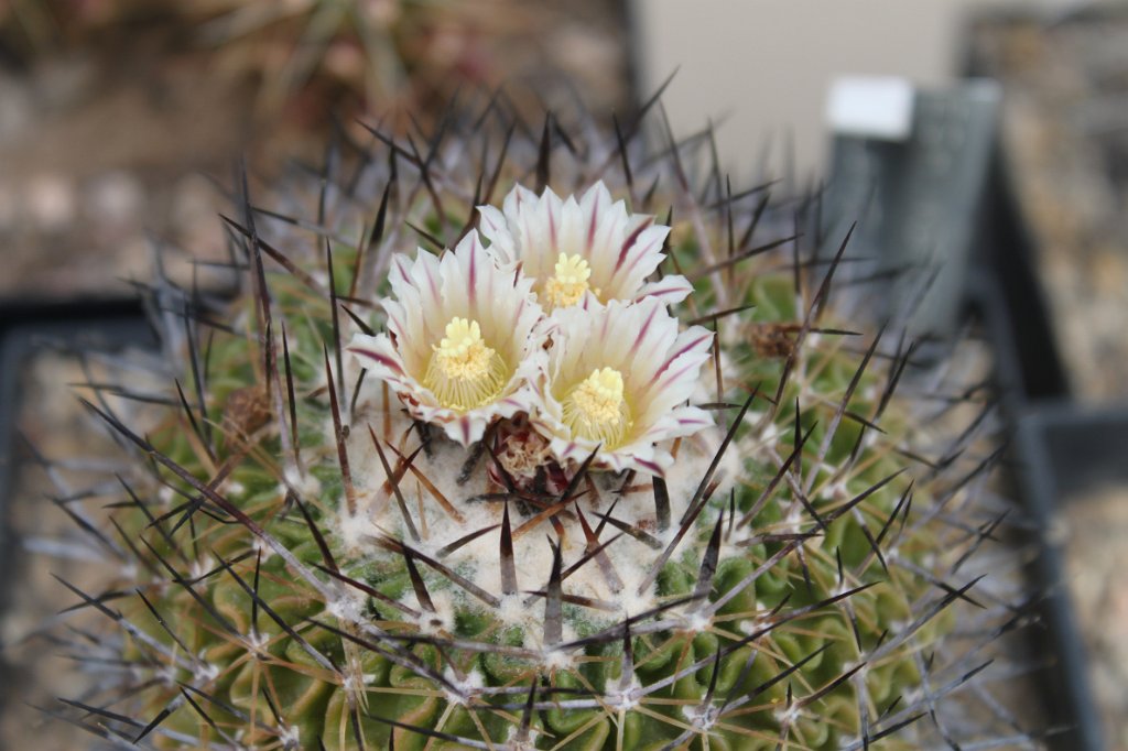 Echinofossulocactus lamellosus.JPG