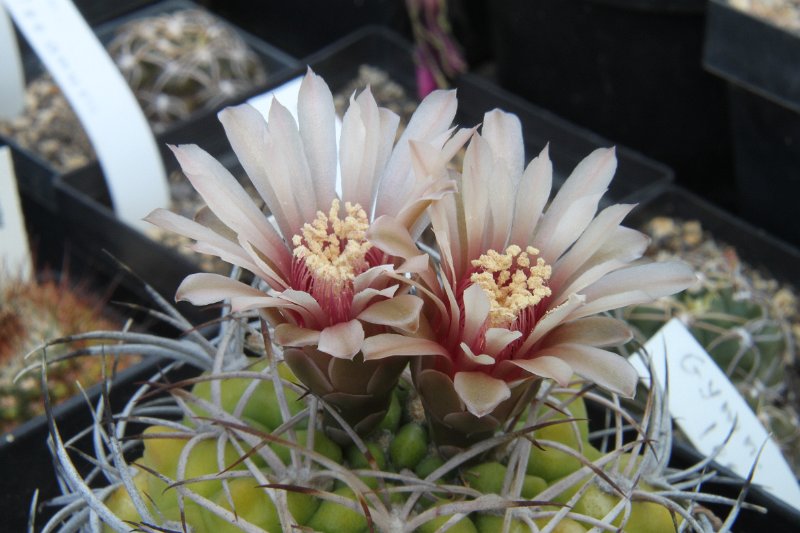 Gymnocalycium spec..JPG