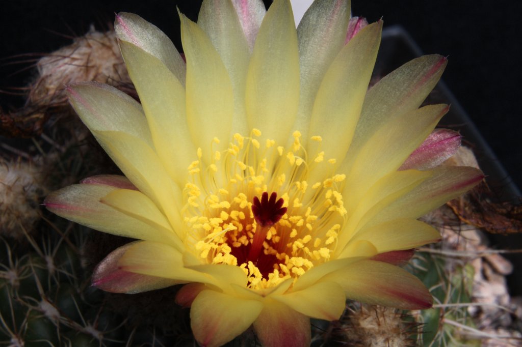 Notocactus ottonis2.JPG