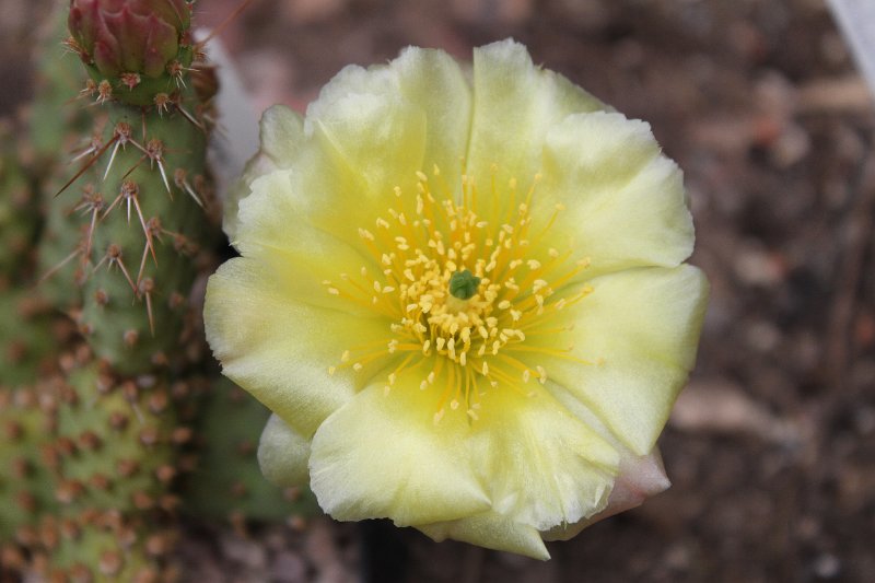 Opuntia fragilis.JPG