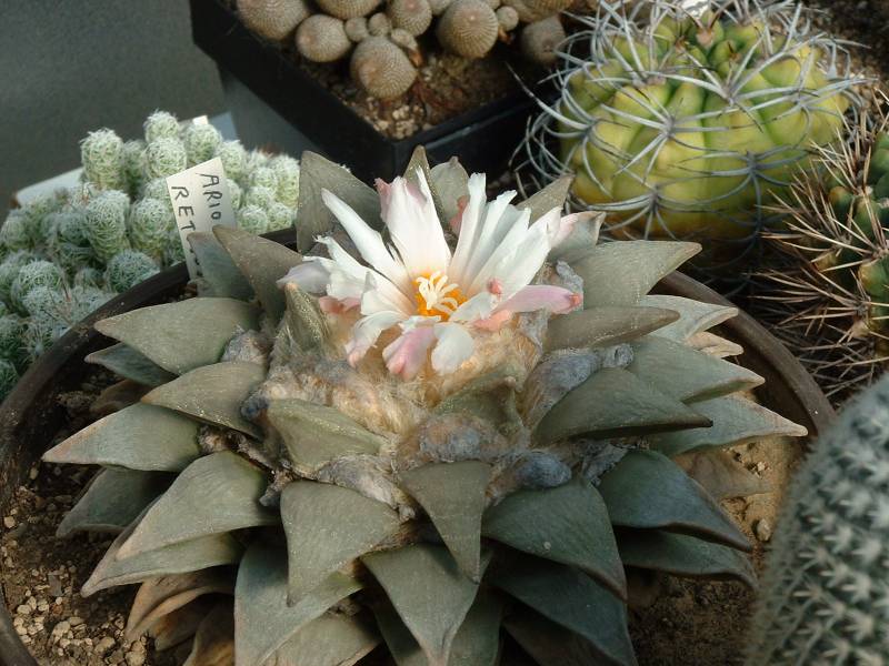 Ariocarpus retusus.jpg