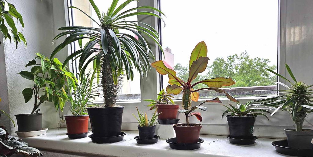 Fenster 2.jpg