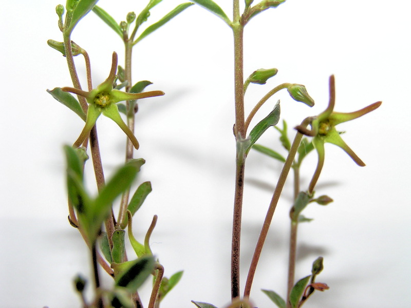 Brachystelma praelongum Blüten klein.jpg