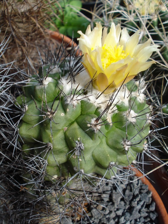 DSC06332_klein.jpg