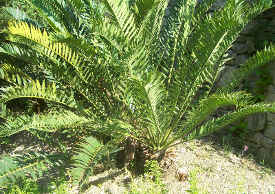 Encephalartos altensteinii.png