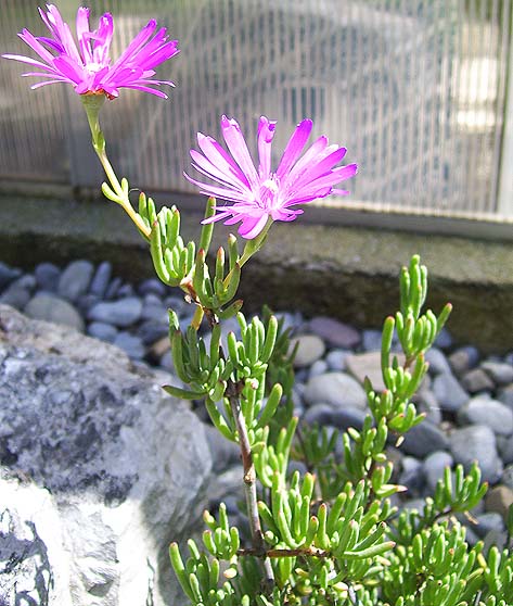 aiz2_100609.jpg