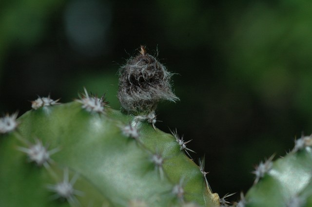 Echinopsis_Conny_Knospe_Juni_2009_100.jpg