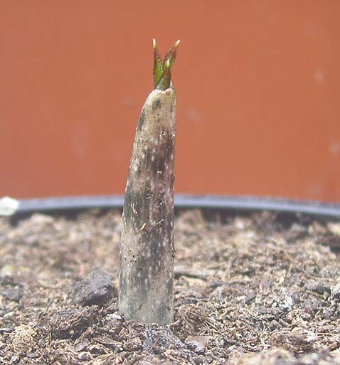 Amorphophallus konjac