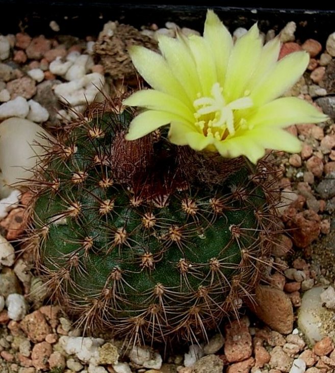 frailea perumbilicata v. spinosior HU 66