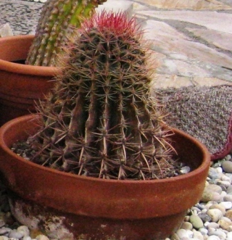 Ferocactus.jpg