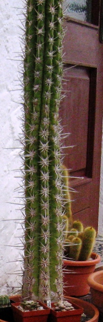 Cereus.jpg