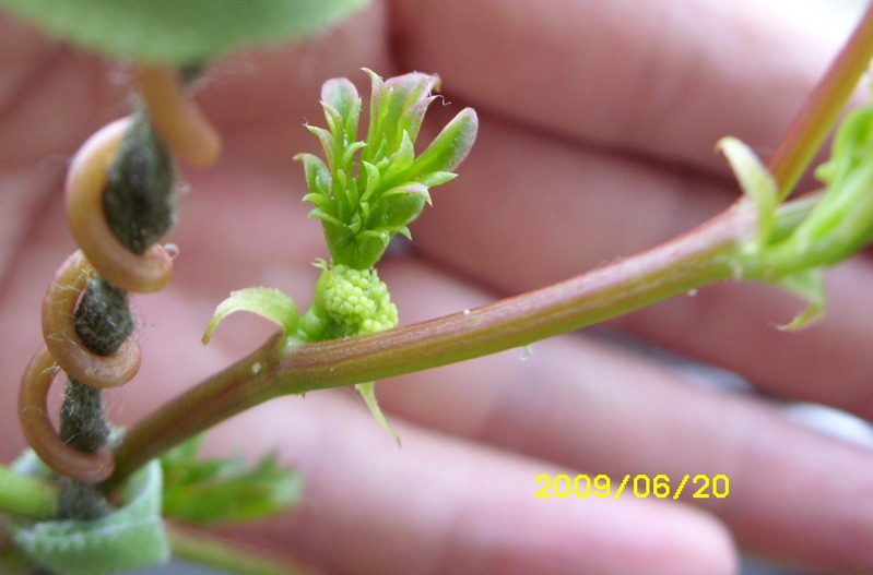 knospen cyphostemma quinatum