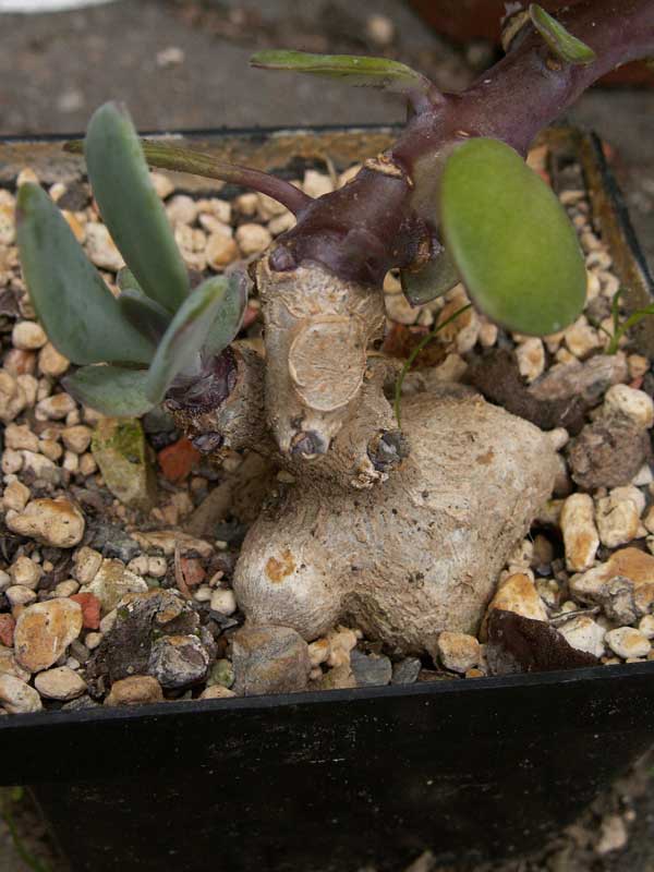 PICT1258.jpg