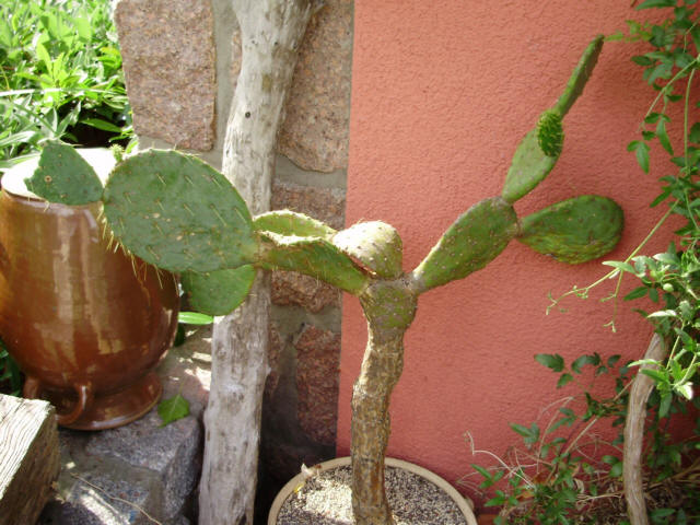 P6230084.jpg
