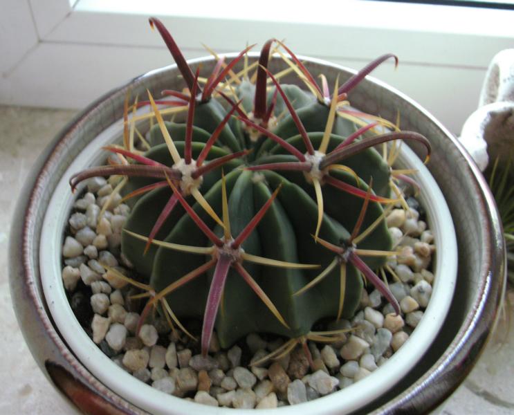 290620091.JPG