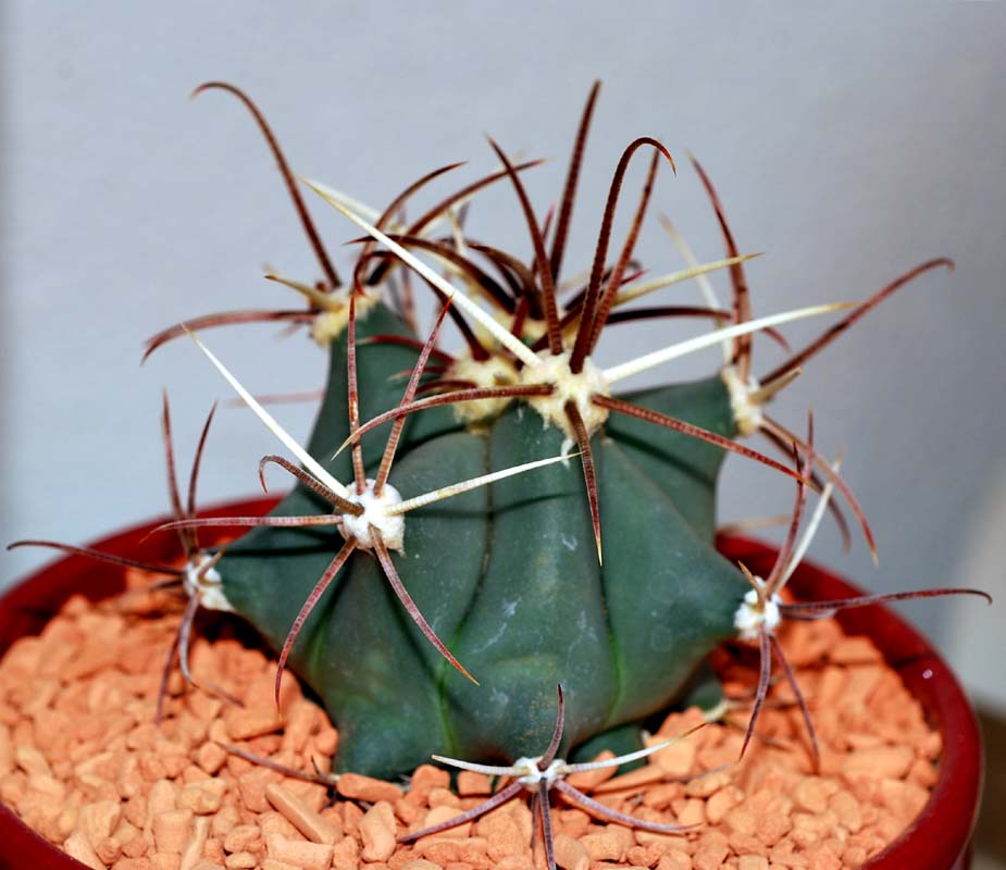 Ferocactus emory