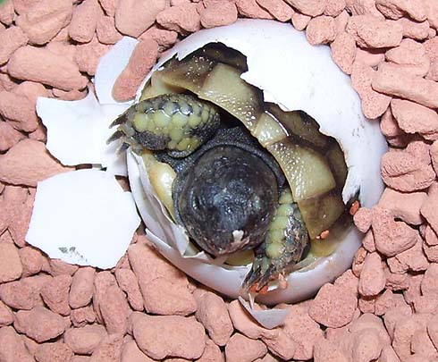 schlupf2_010709.jpg