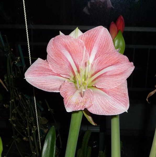 amaryllis2.jpeg